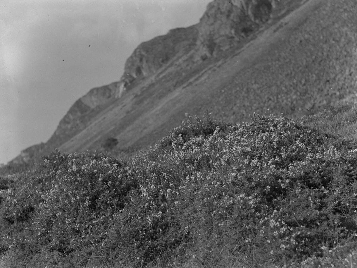 Shrubbery on Hillside