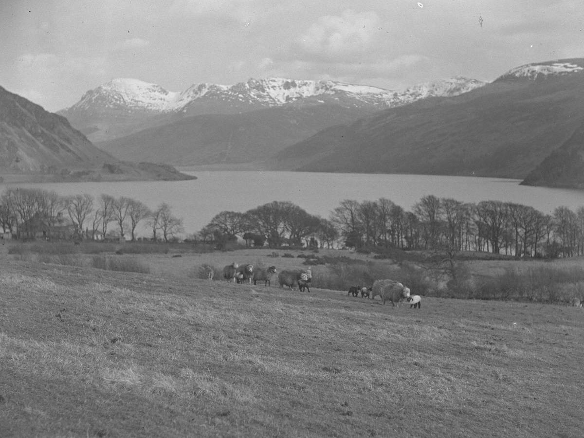 Sheep and Lambs, Ennerdale | Art UK