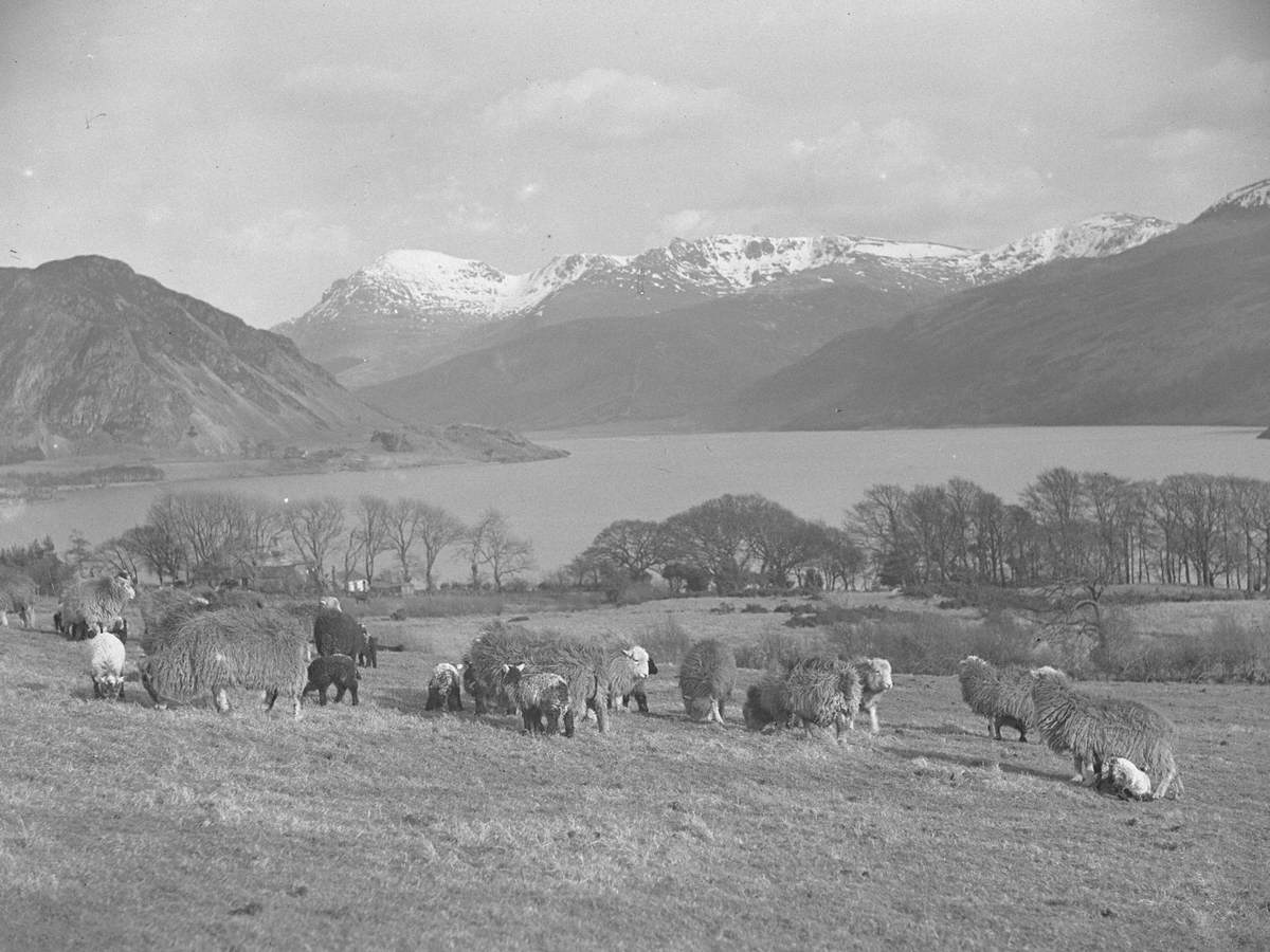 Sheep Grazing at Ennerdale
