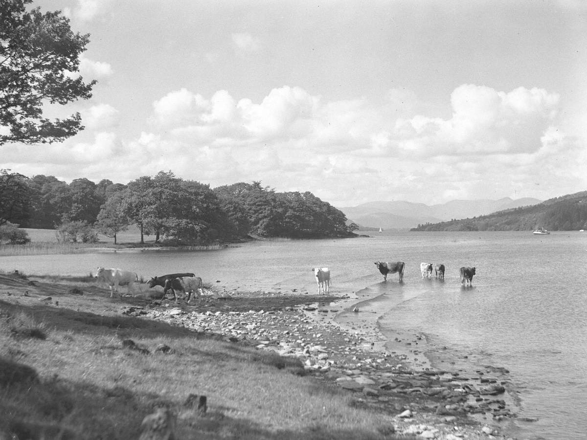 Cows by Windermere