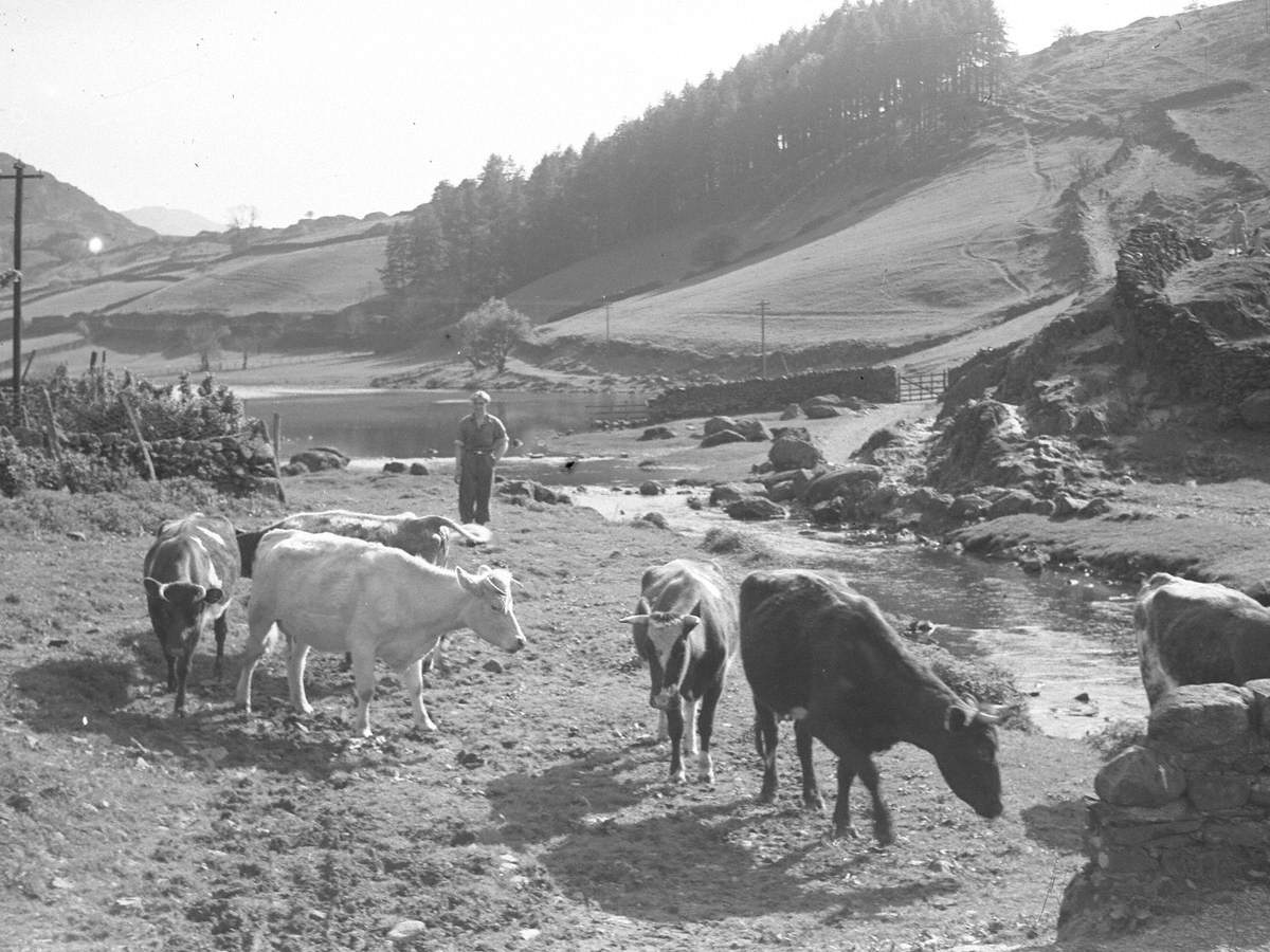 Cattle Farming at Watendlath