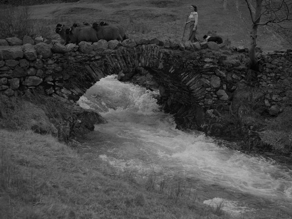 Sheep Herding on Bridge