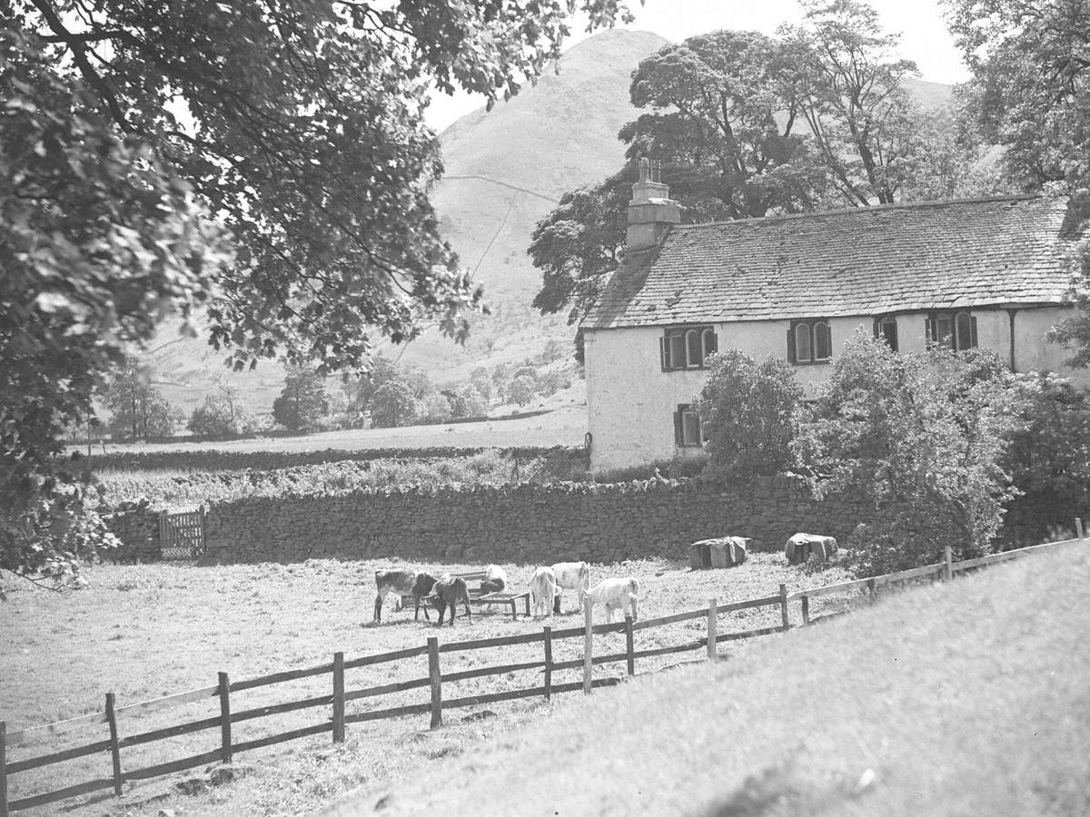 Calves Grazing at Hartsop