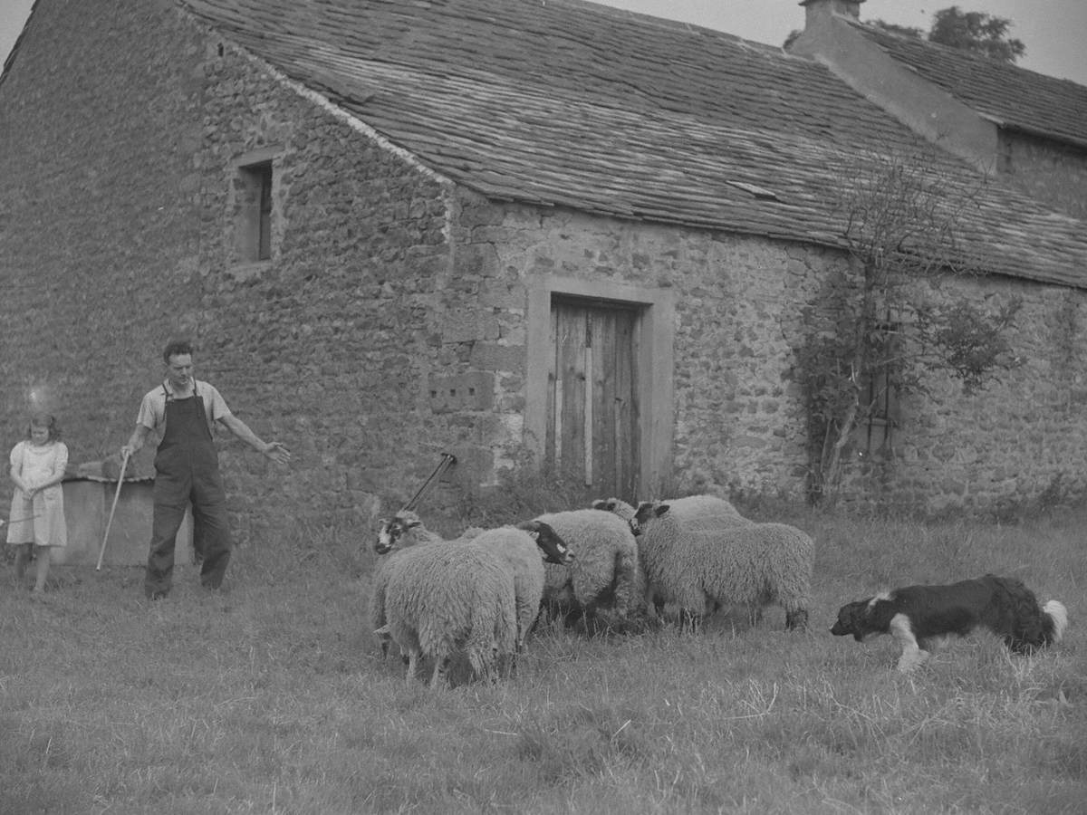 Shepherd and Sheepdog