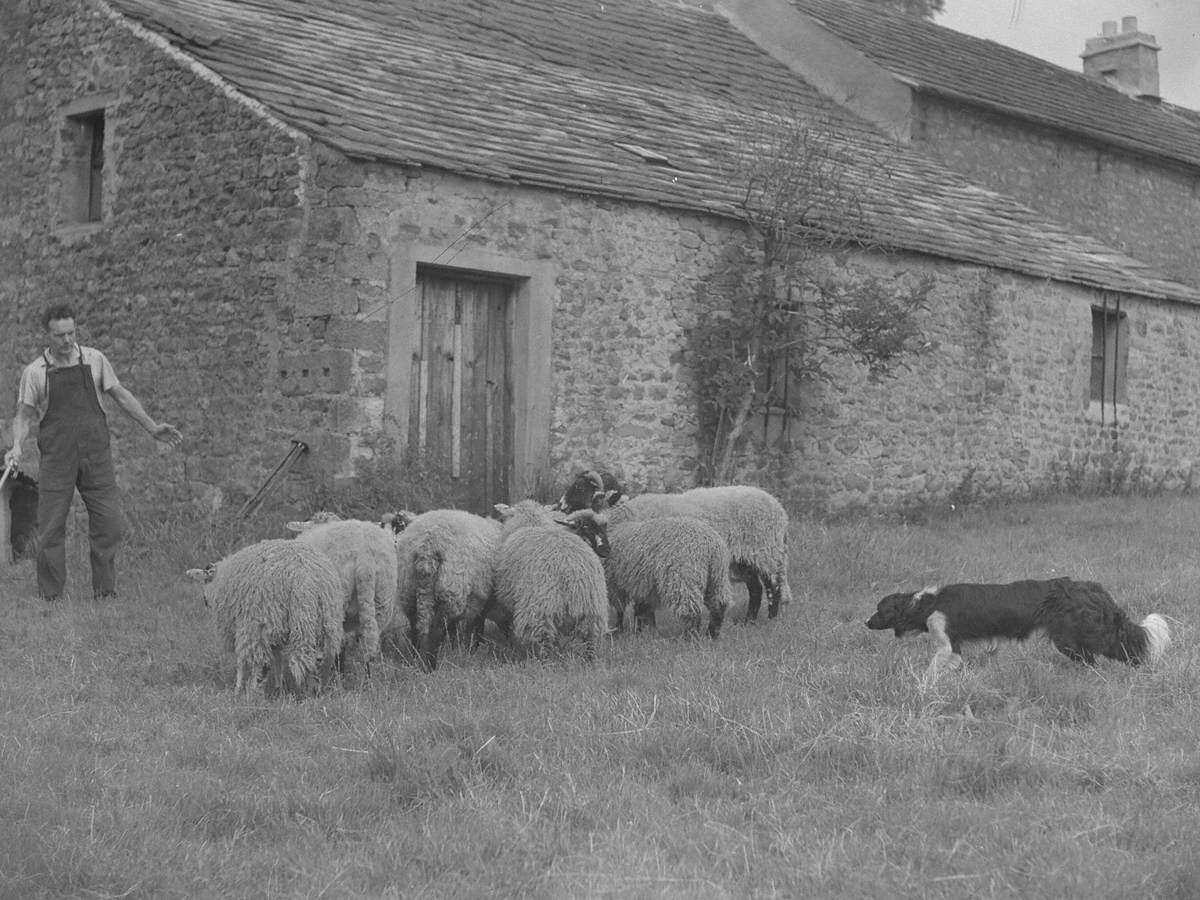 Shepherd and Sheepdogs