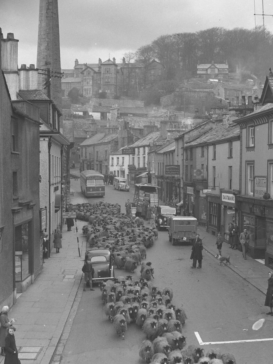 Sheep in All Hallows Lane, Kendal