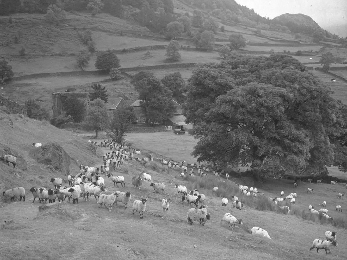 Sheep on Hillside