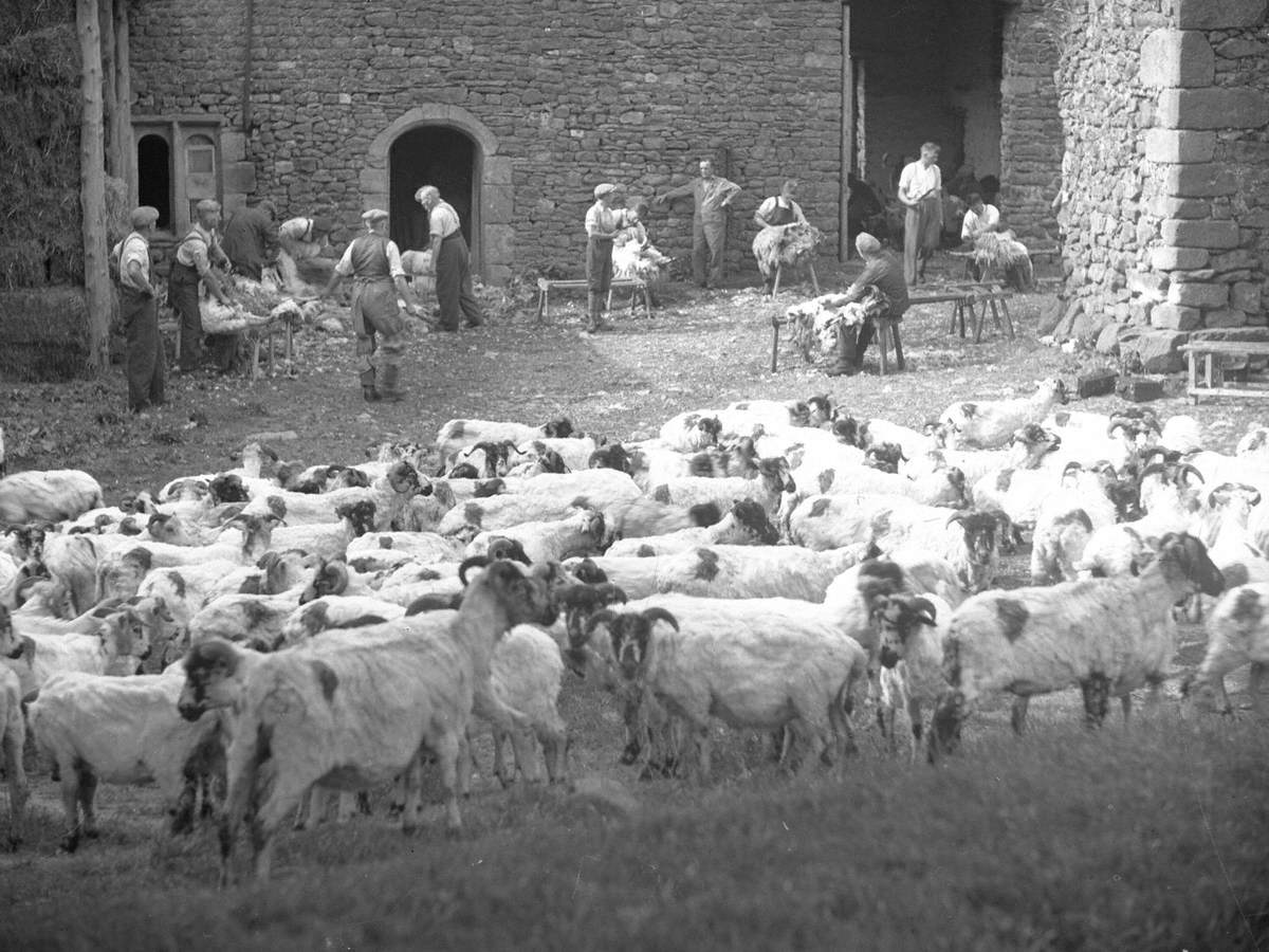 Sheep Shearing