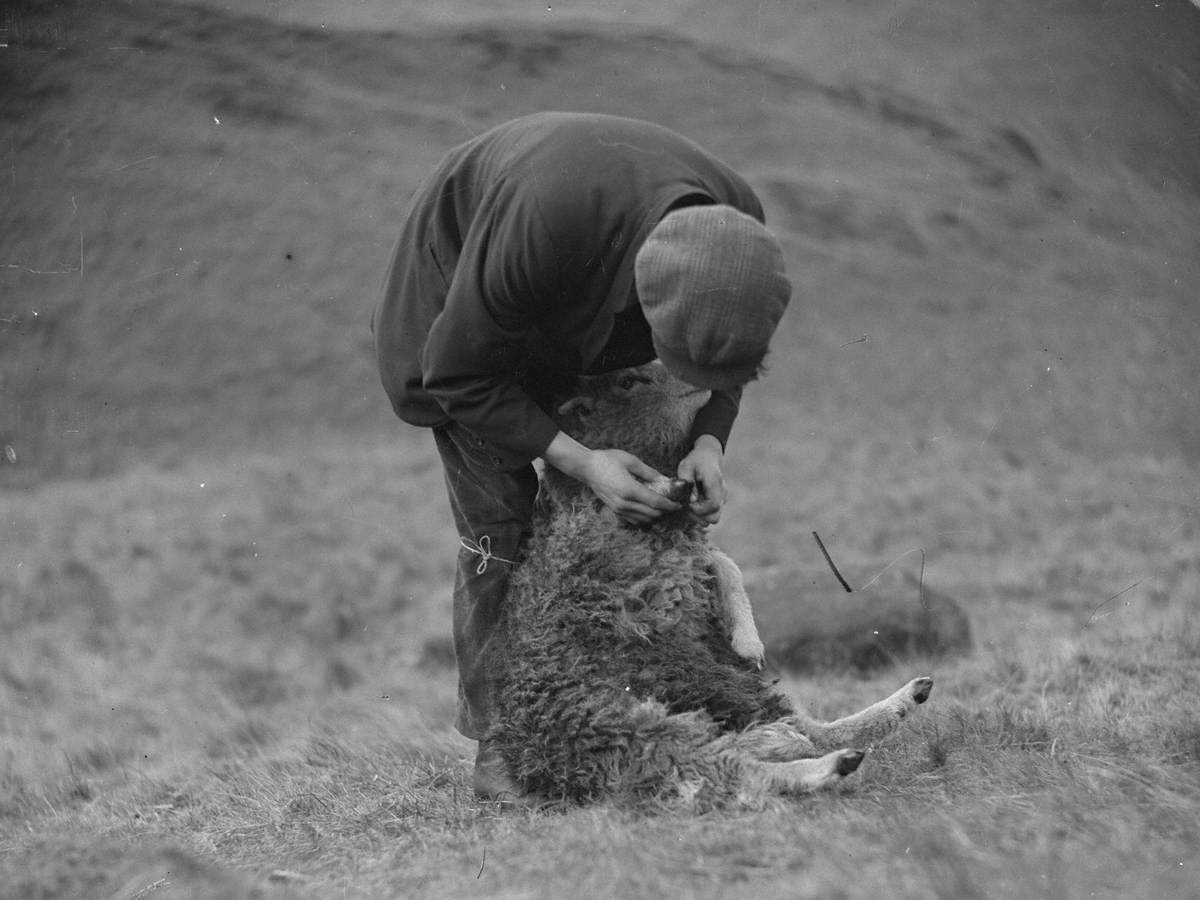 Farmer and Sheep