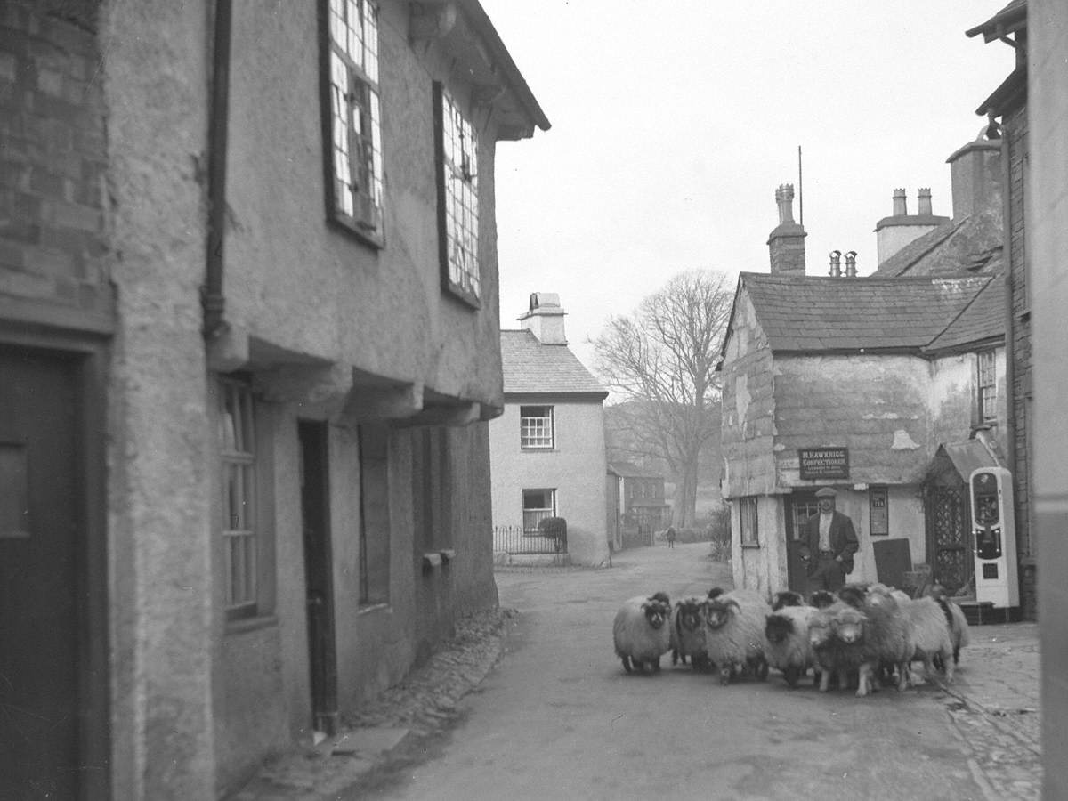 Flock of Sheep in Hawkshead Main Street