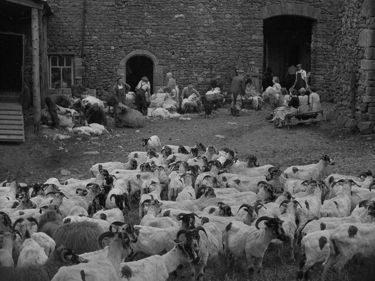 Sheep Shearing