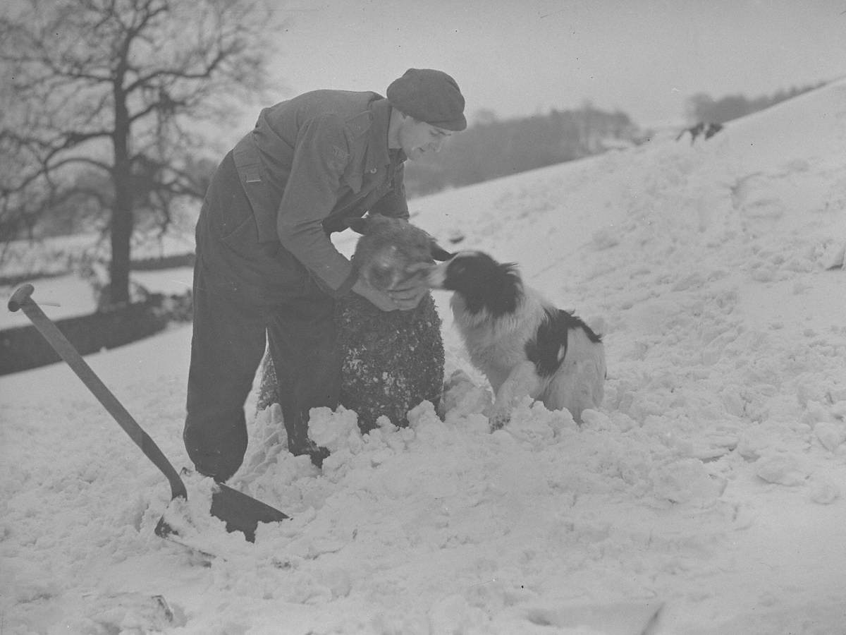 Farmer, Sheep and Dog in Heavy Snow