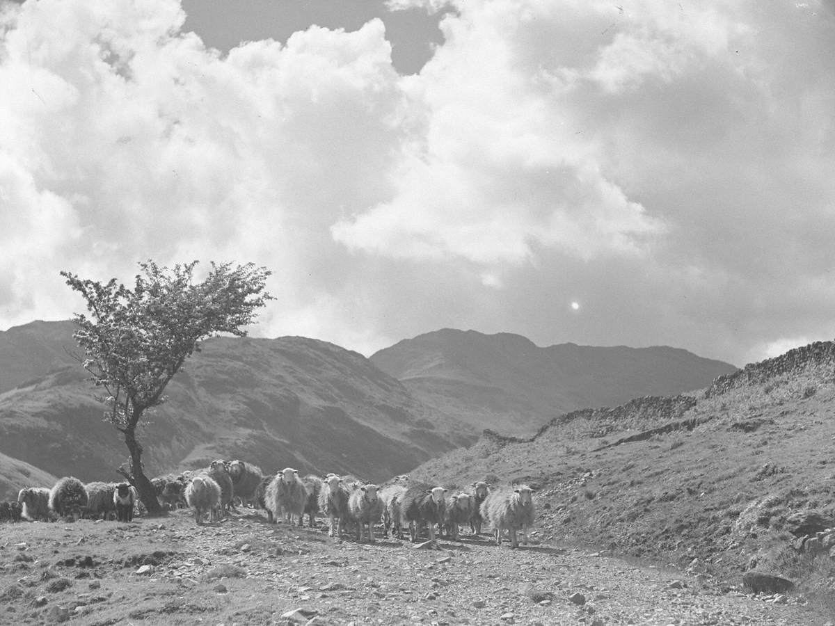 Sheep on Fells