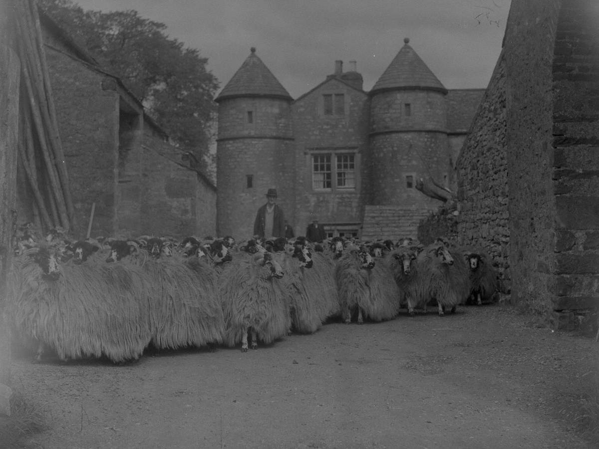 Sheep Farming