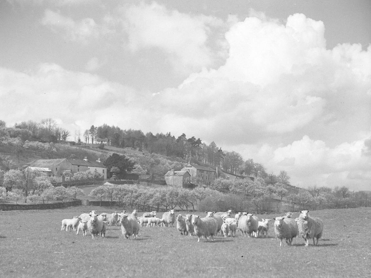 Sheep Farming