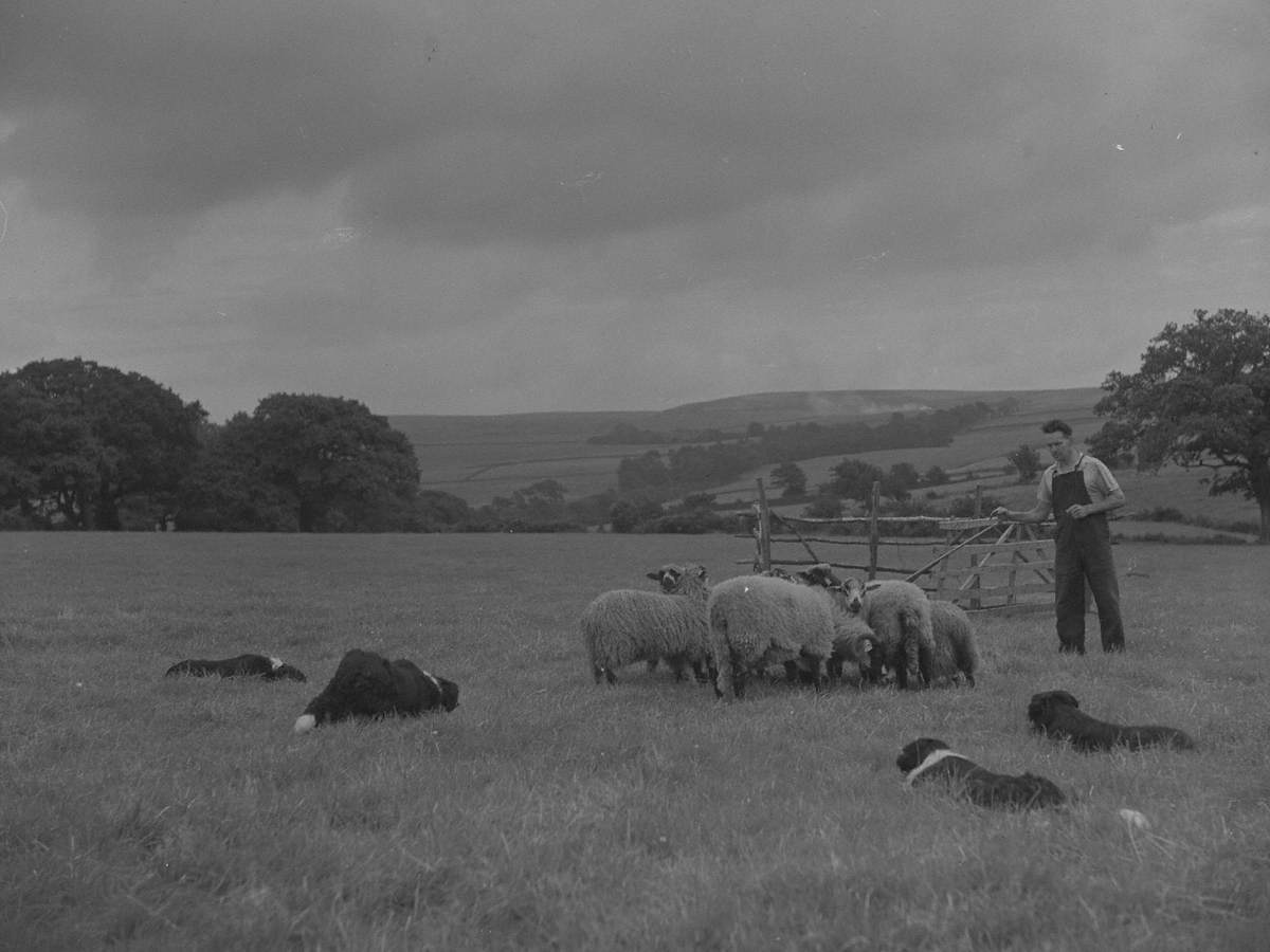 Sheep Farming Art UK