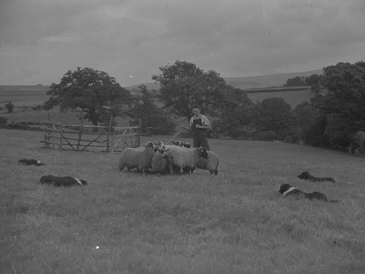 Sheep Farming