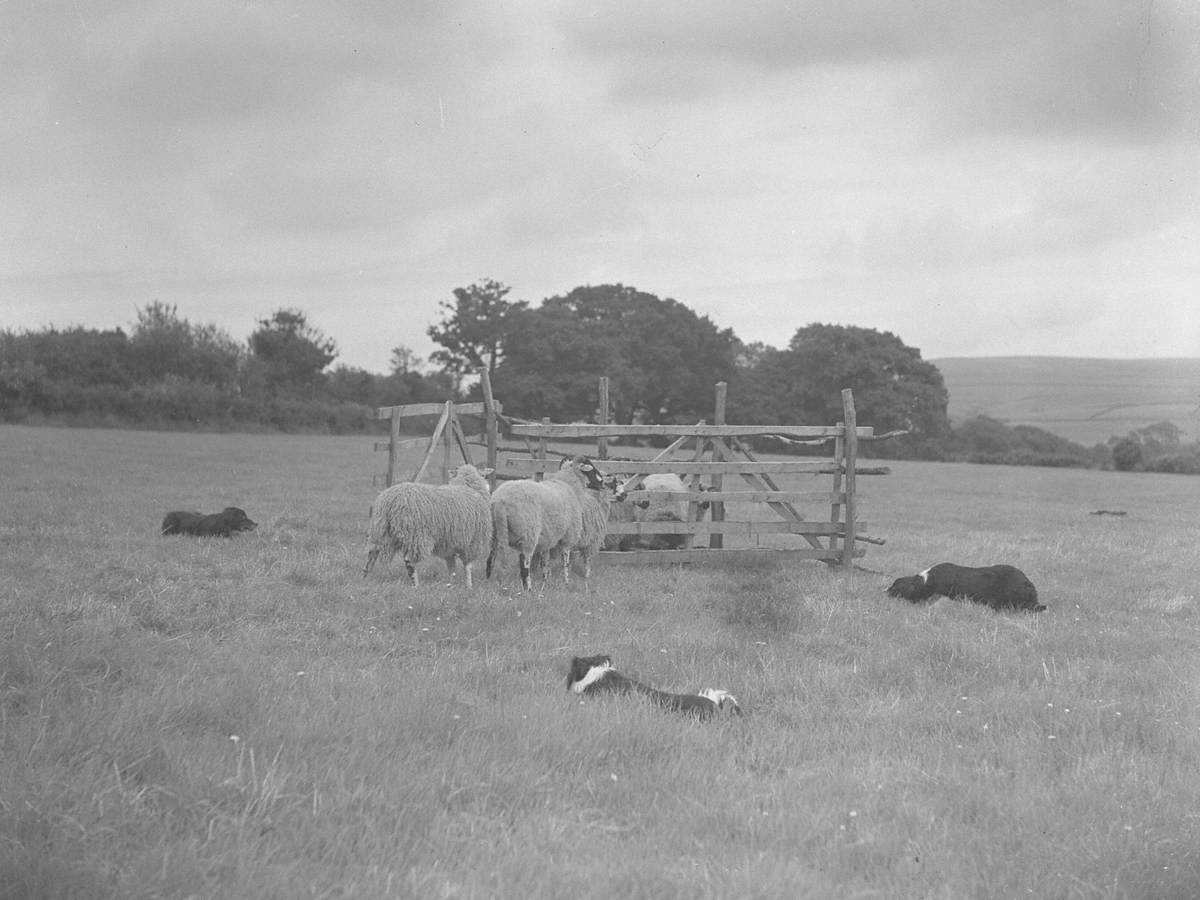 sheep-farming-art-uk