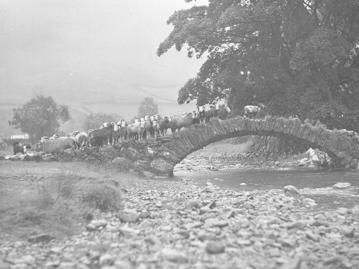 Sheep on Bridge