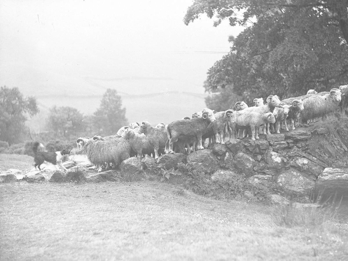 Sheep on Bridge | Art UK