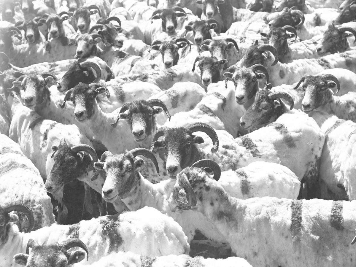 Sheared Sheep