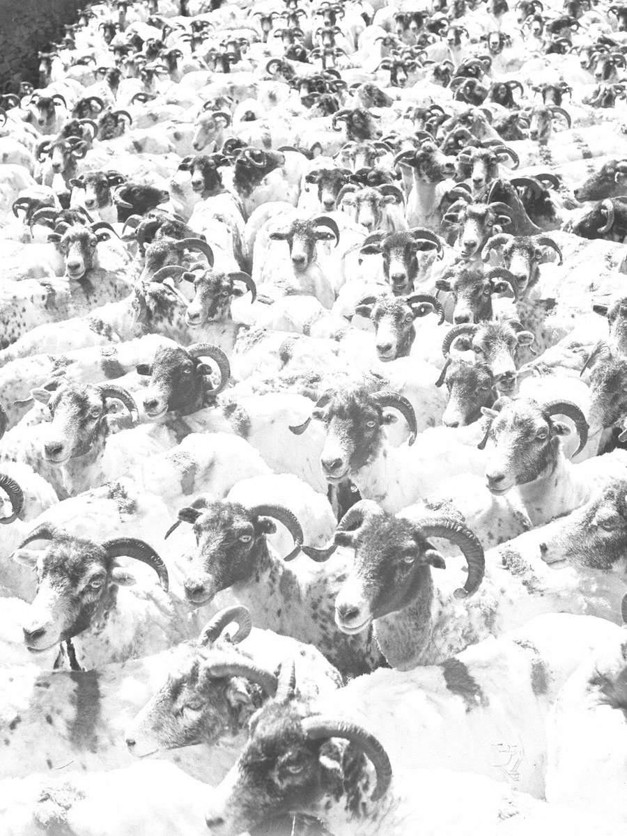 Sheep Shearing