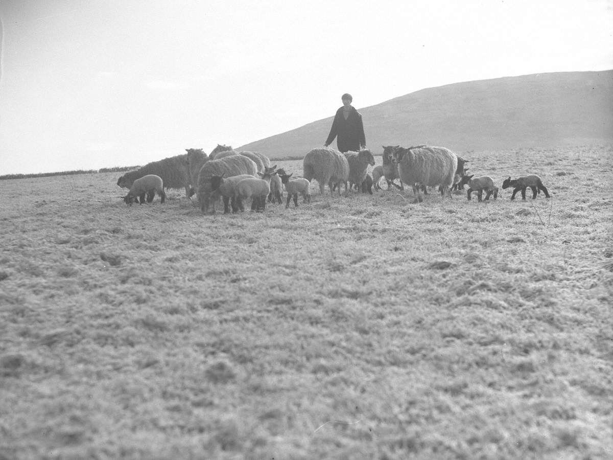 Farmer, Sheep and Lambs