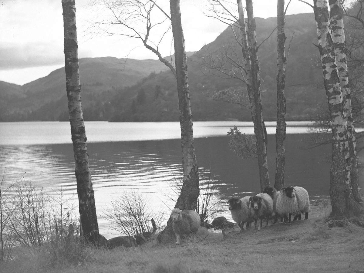 Sheep at Lake