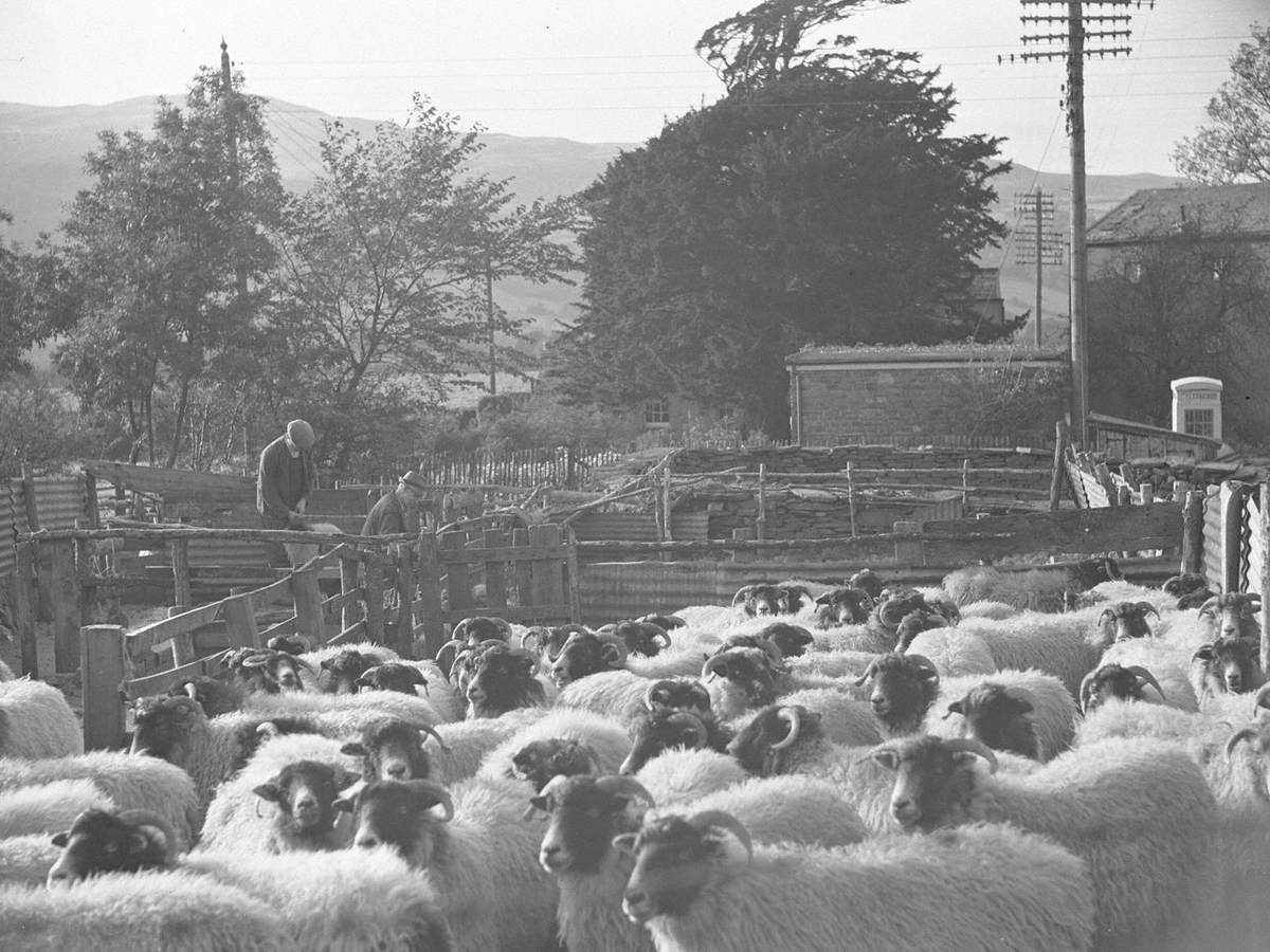 Sheep in Pens