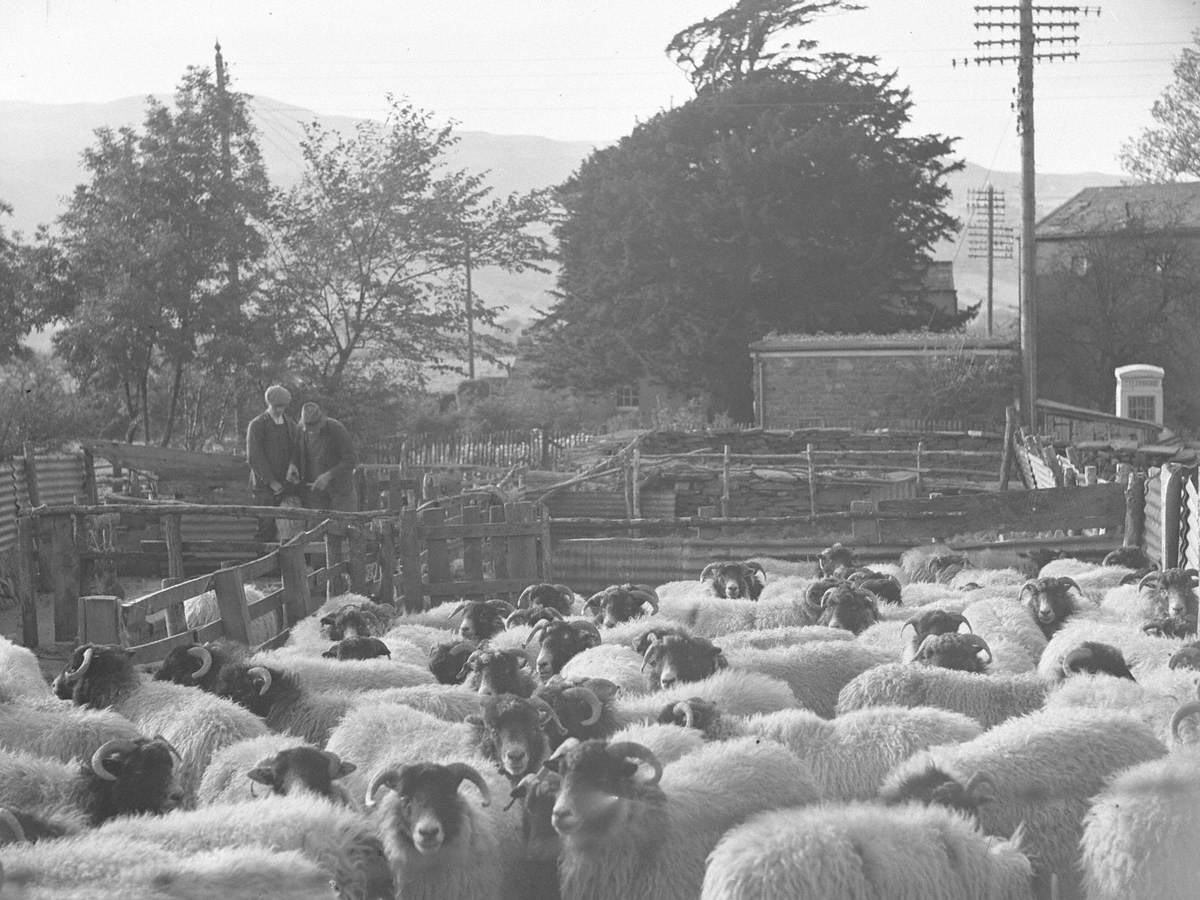 Sheep in Pens