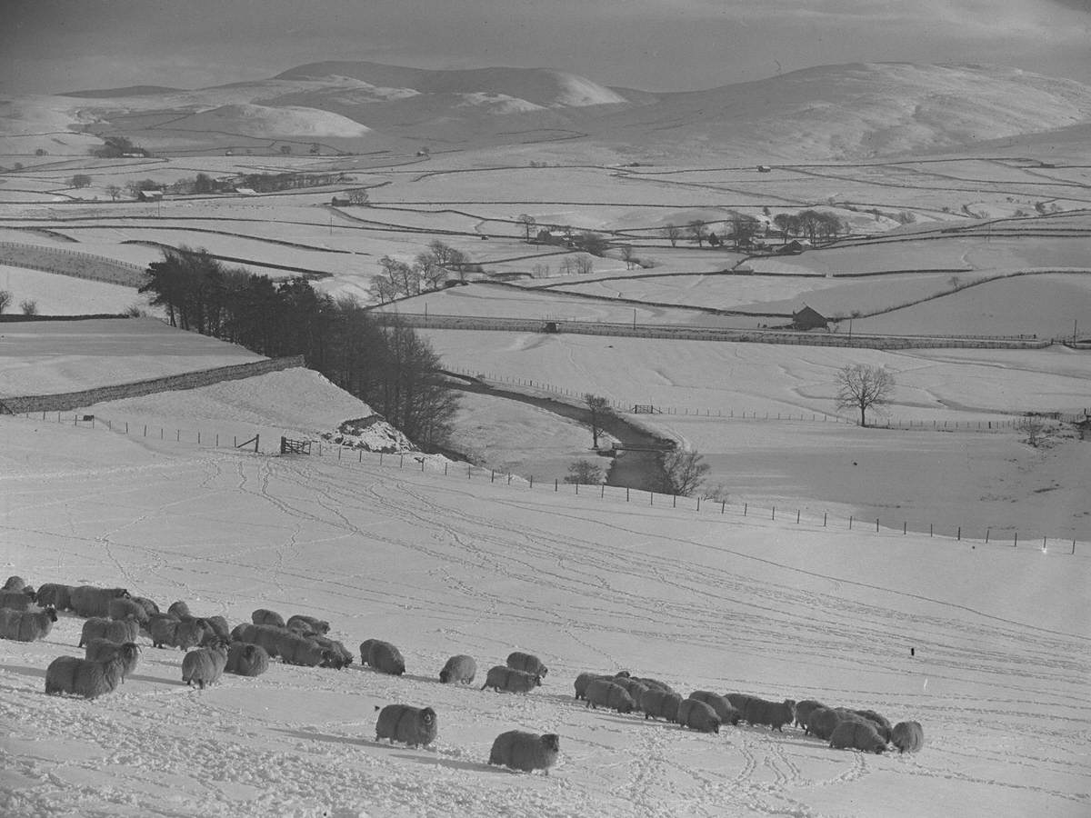 Sheep in the Snow