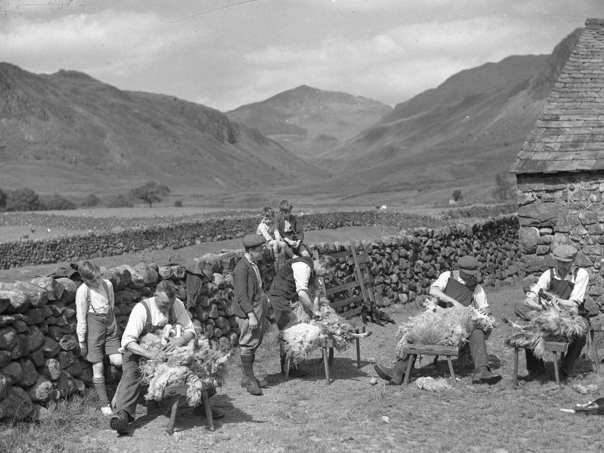 Sheep Shearing