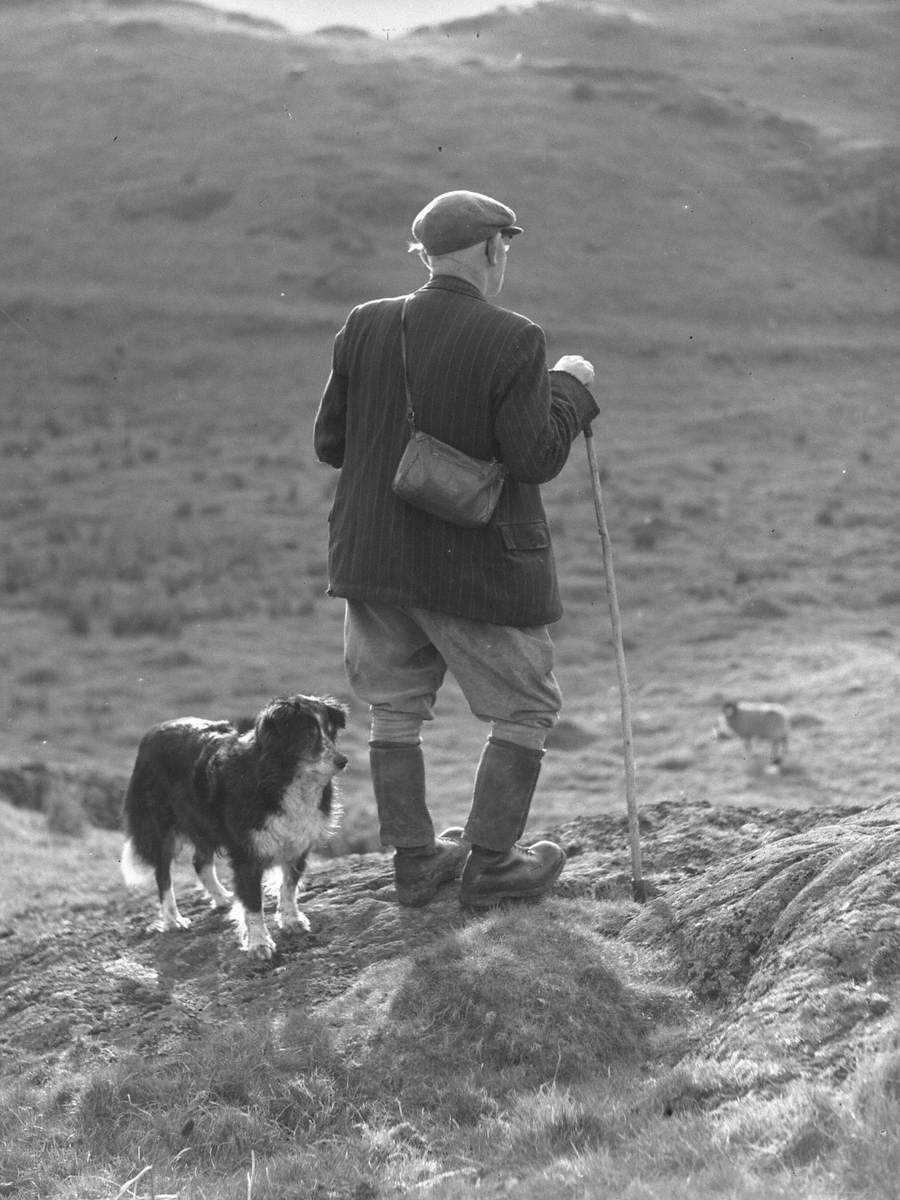 Shepherd and Dog