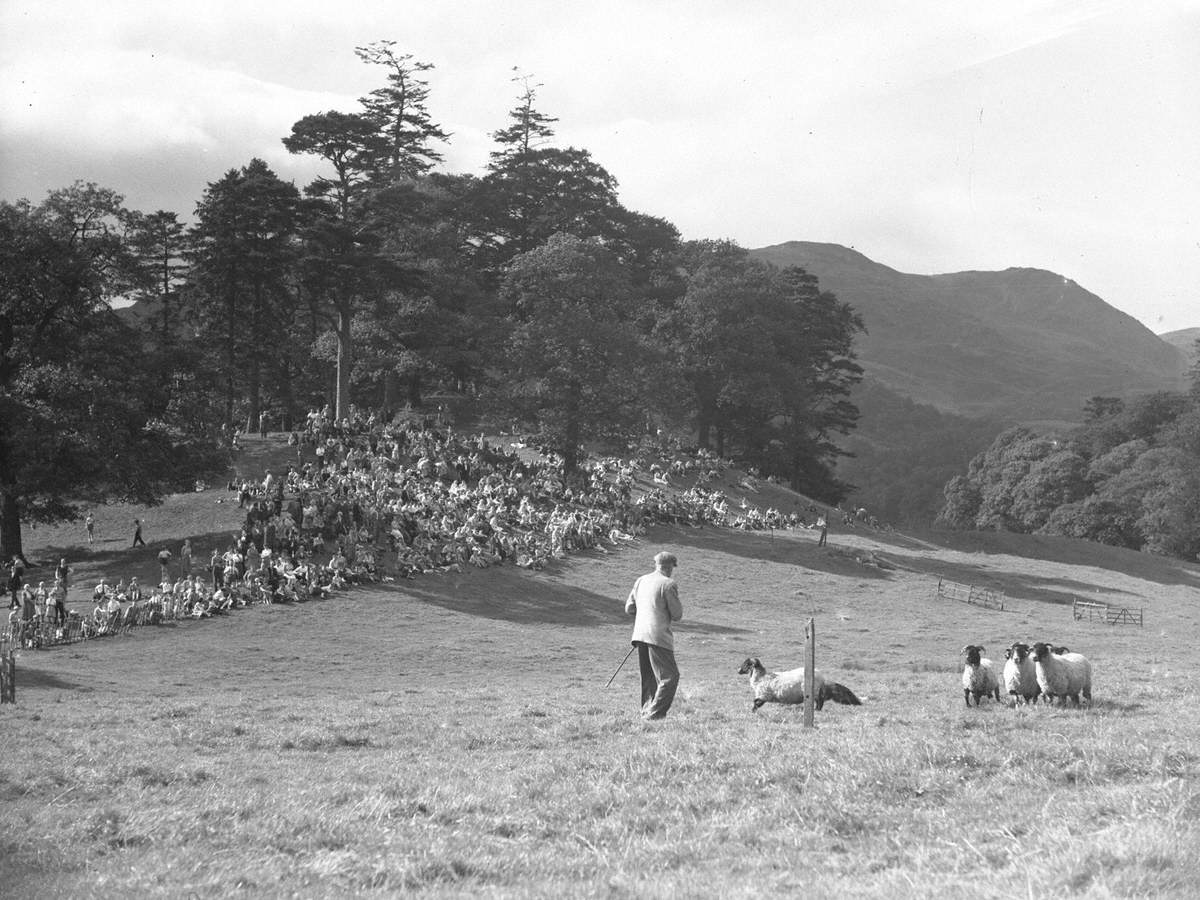 Sheep Trials