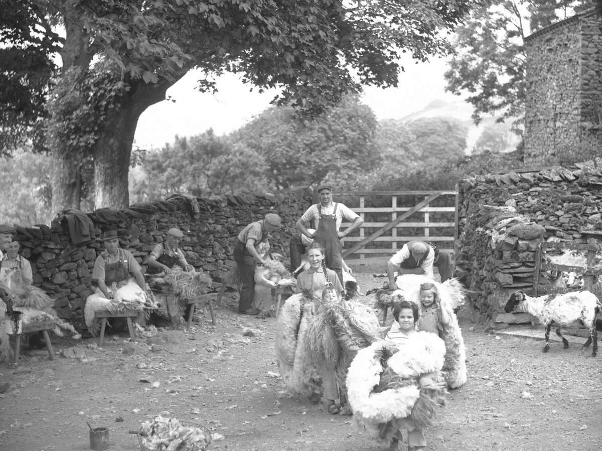 Sheep Shearing