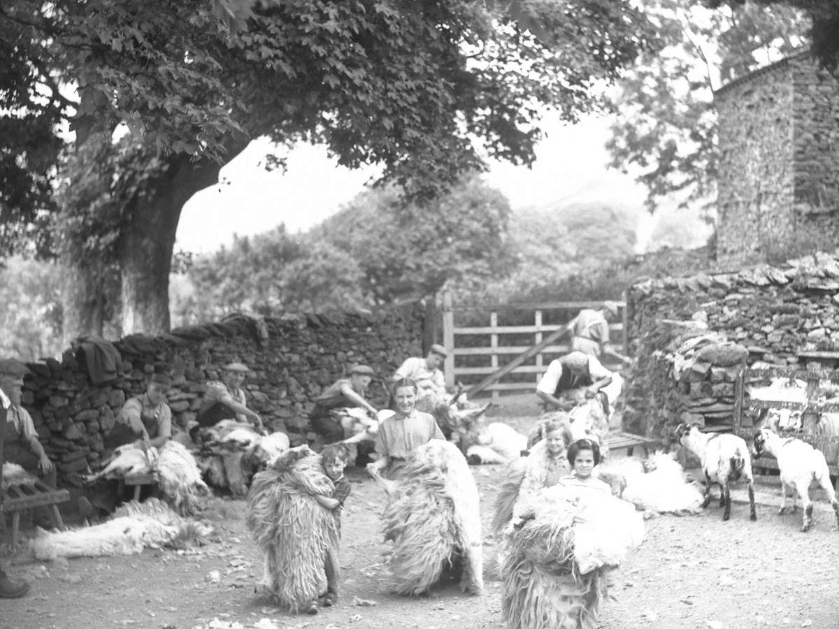 Sheep Shearing