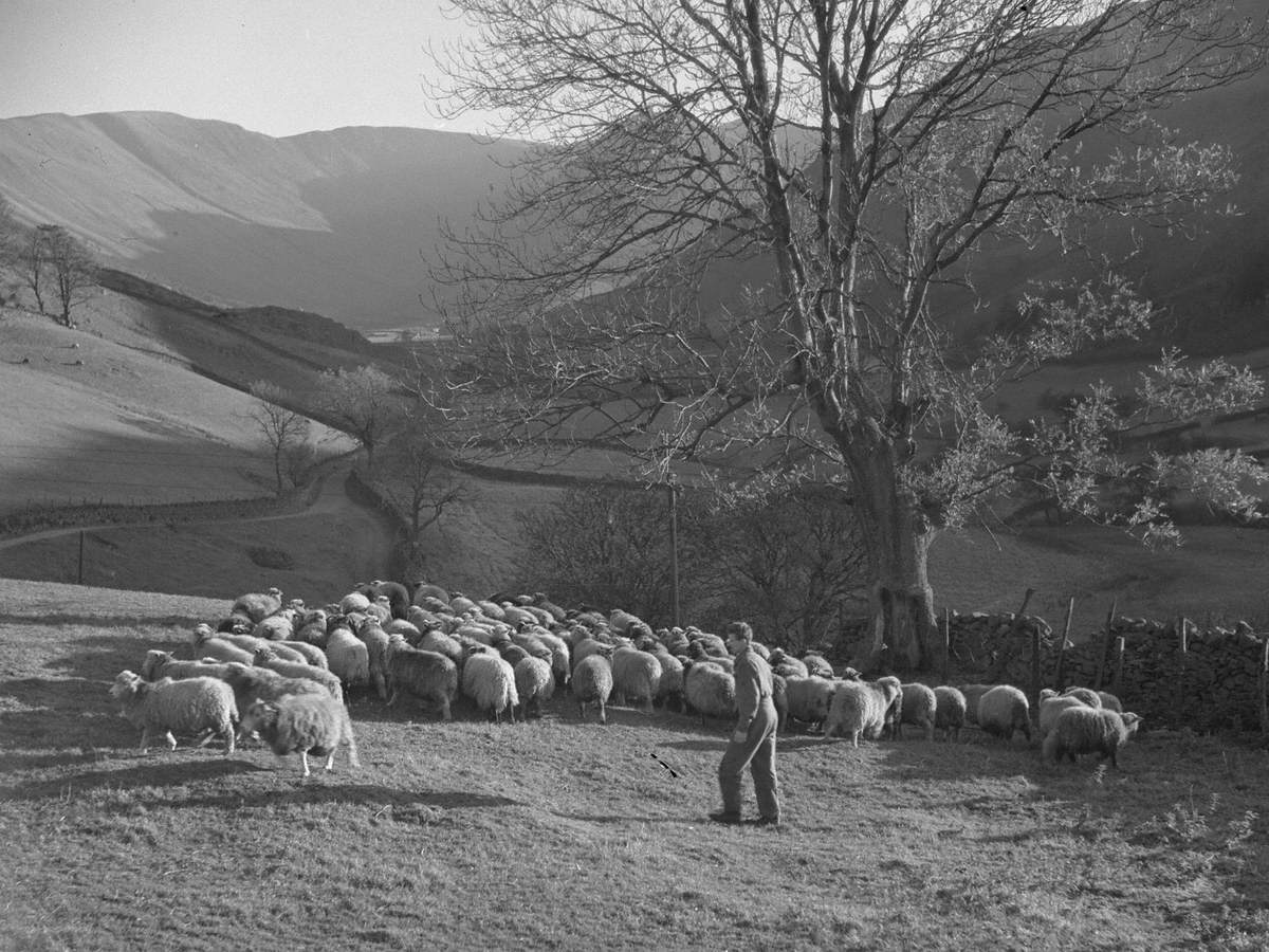 Sheep Farming, Martindale Farm
