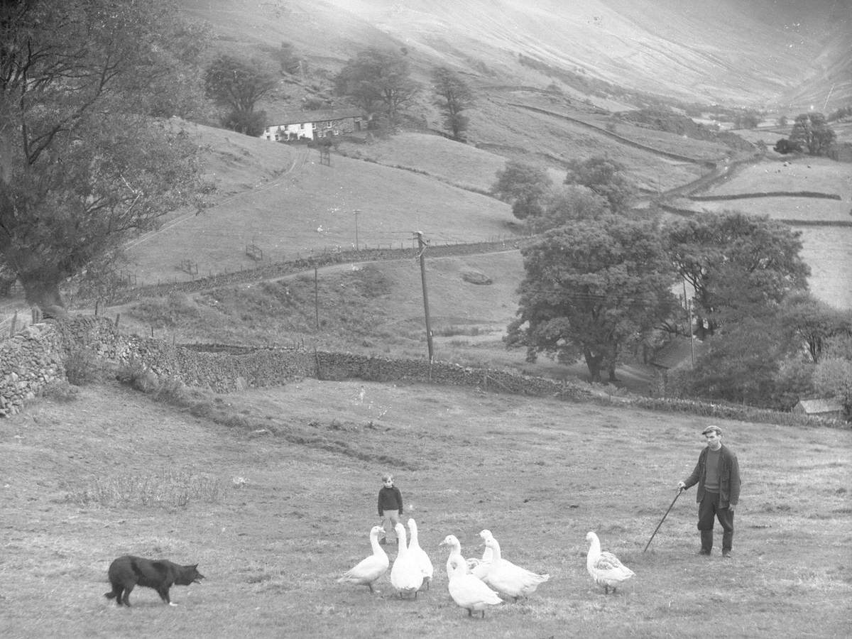 Herding Geese, Martindale Farm Art UK