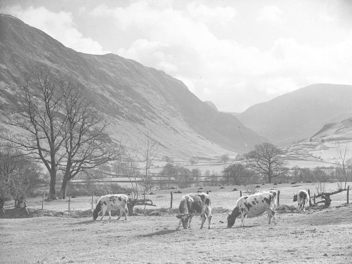 Grazing Cattle, Newlands