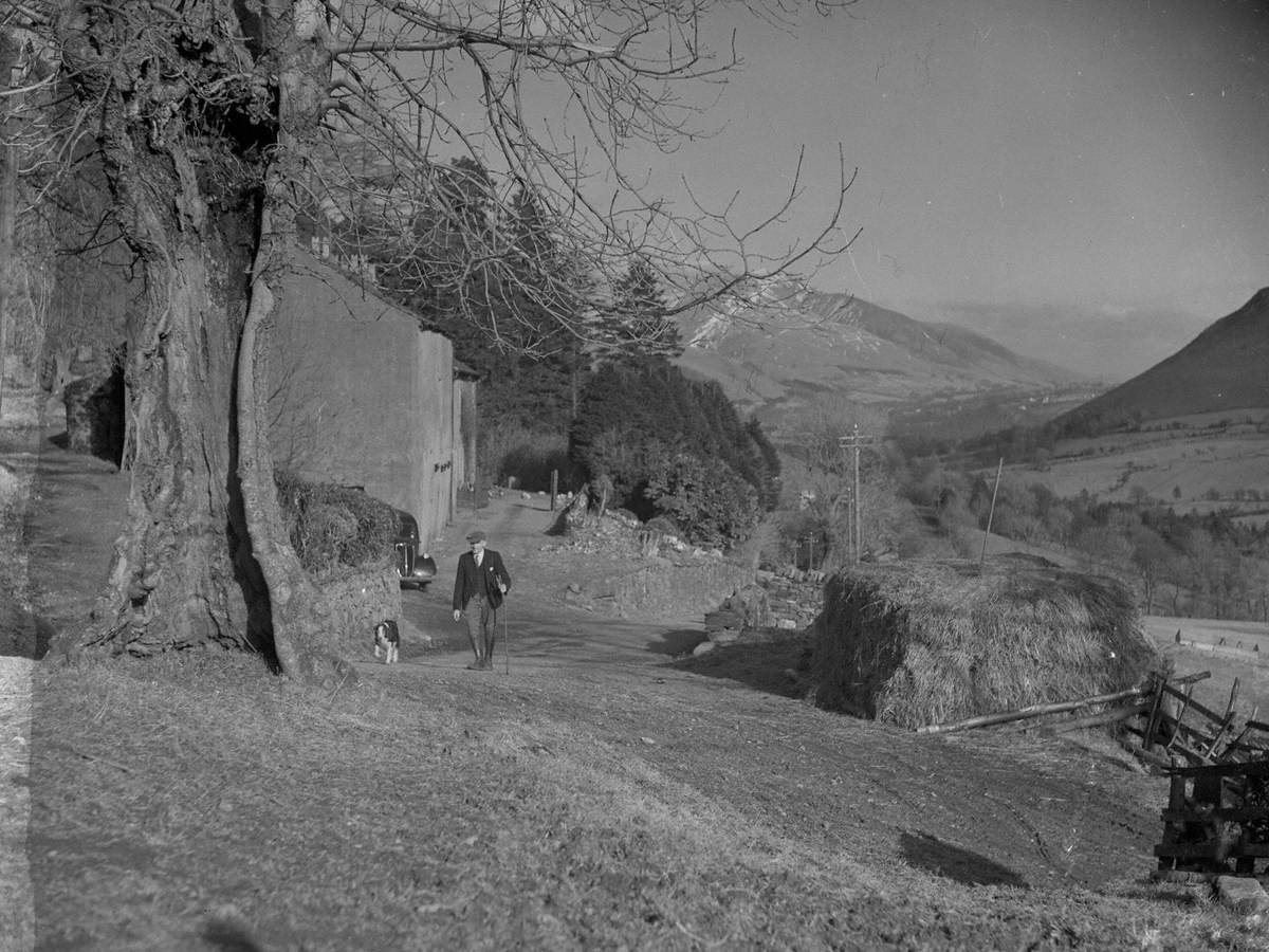 Man Walking with Sheepdog, Newlands