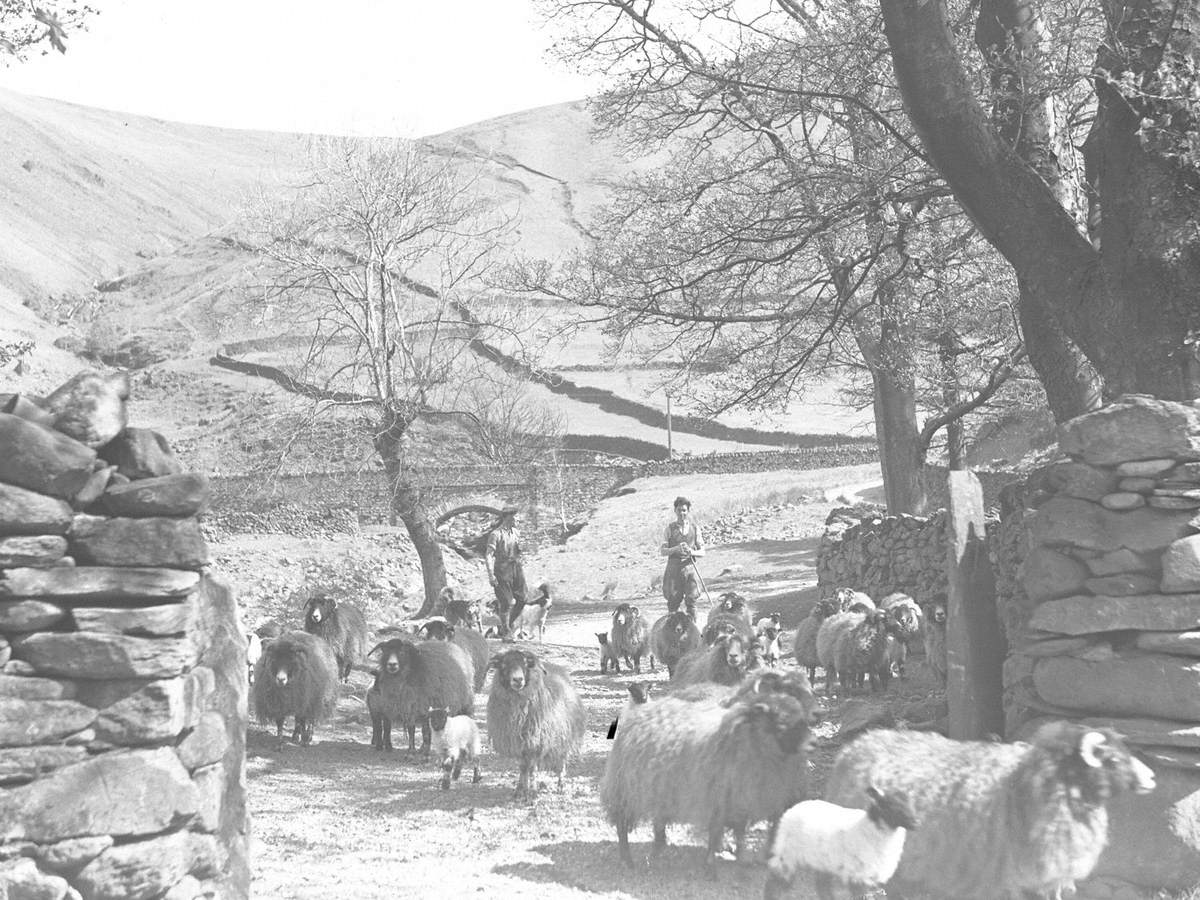 Shepherds and Sheep