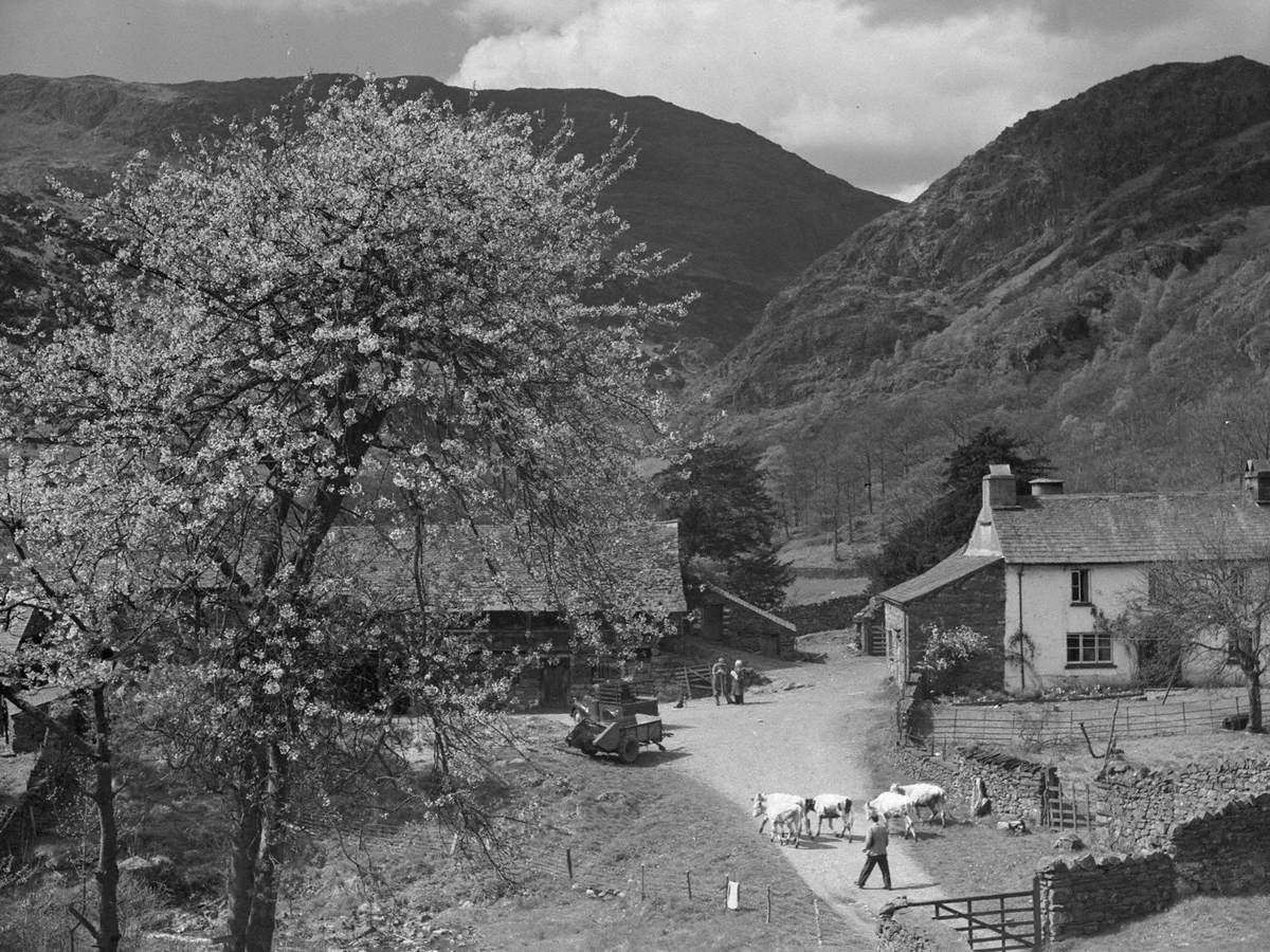 Yew Tree Farm, Coniston