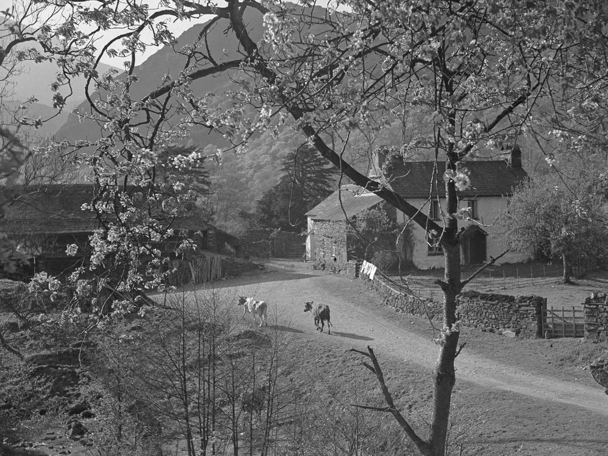 Yew Tree Farm, Coniston