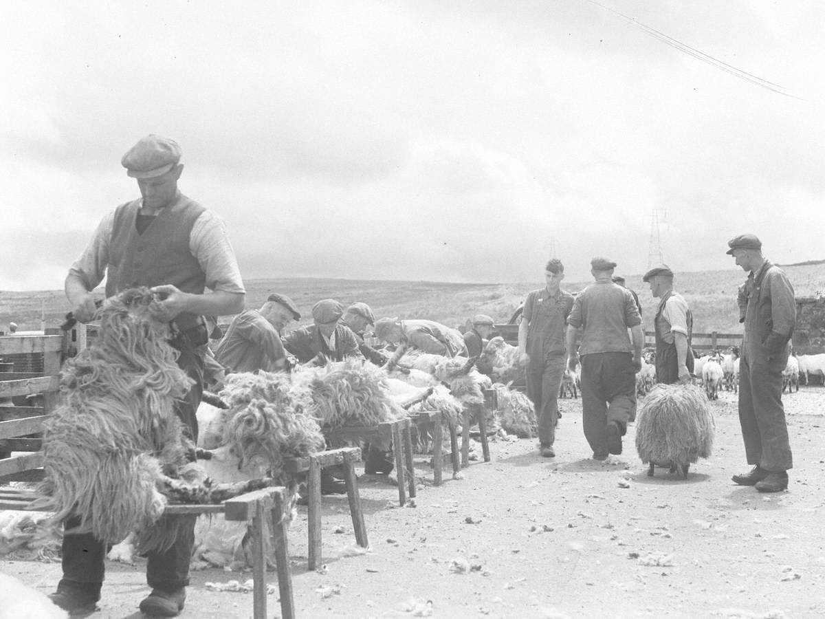 Clipping at High Skelgill Farm