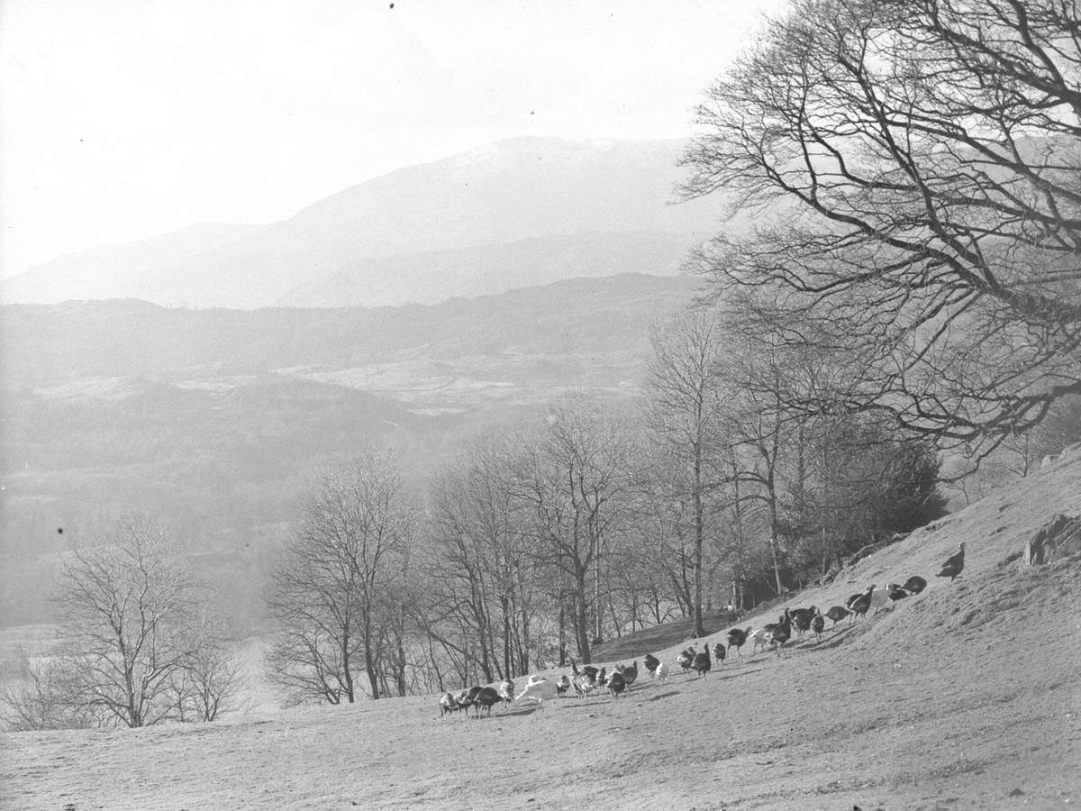 Turkeys, Barnet Shap