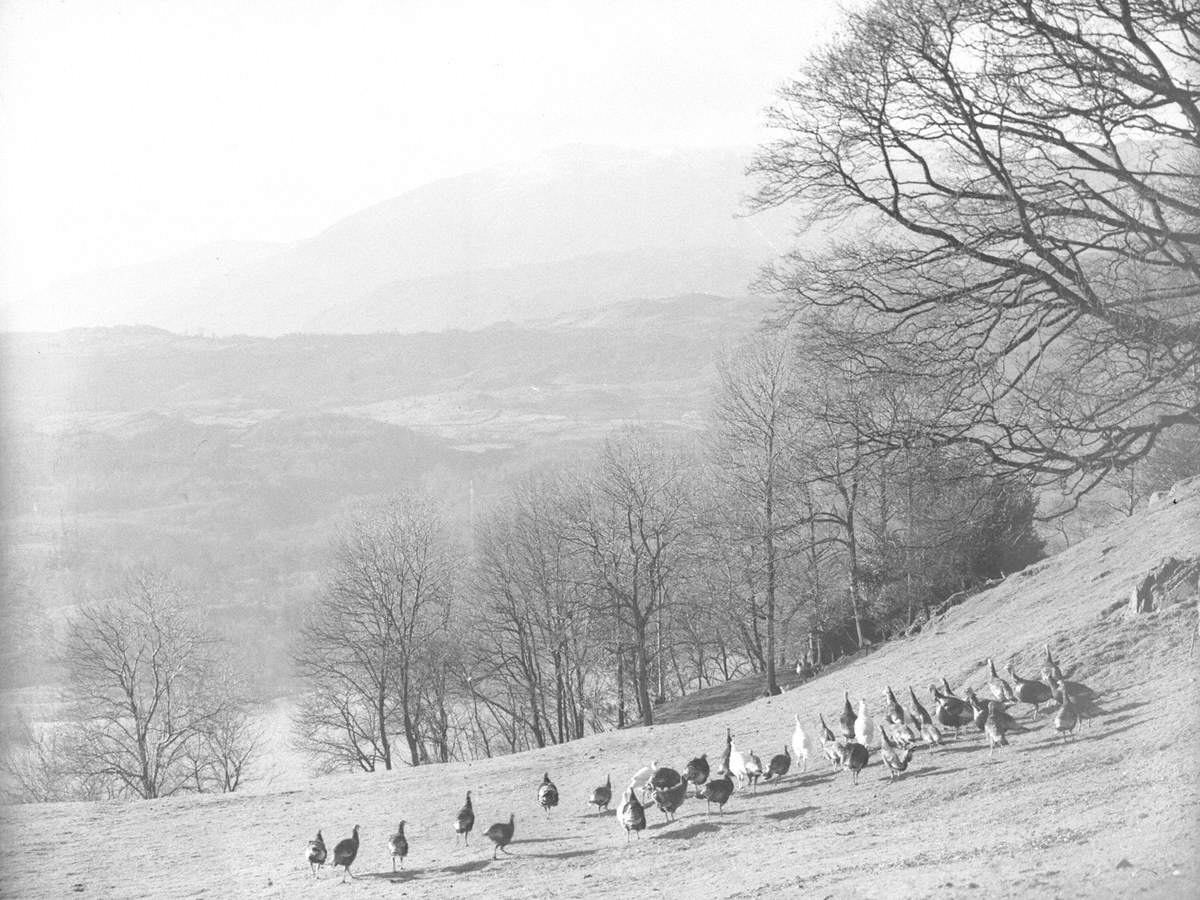 Turkeys, Barnet Shap