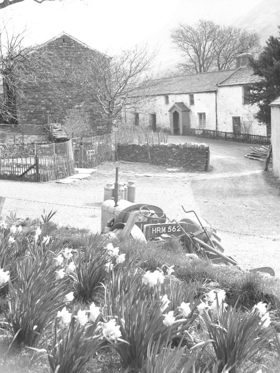 Daffodils and Tractor