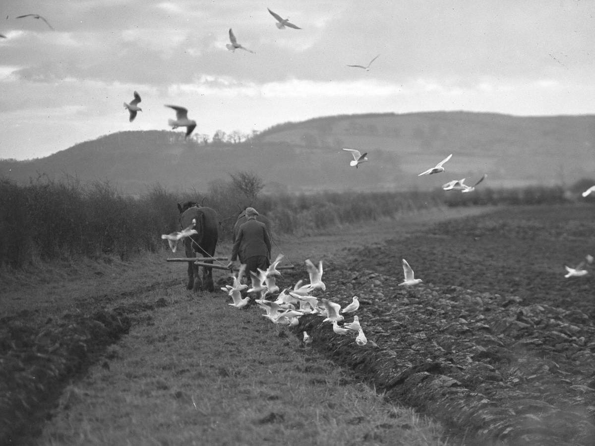 Horses Ploughing