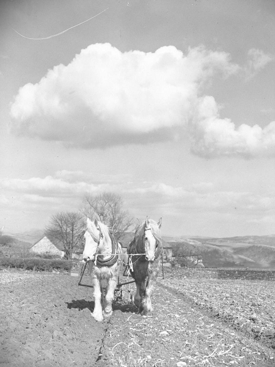 Harrowing Horses