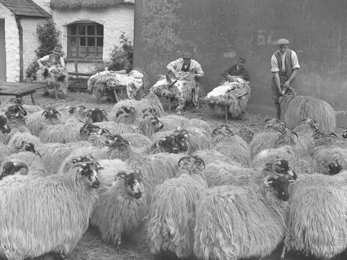 Sheep Shearing